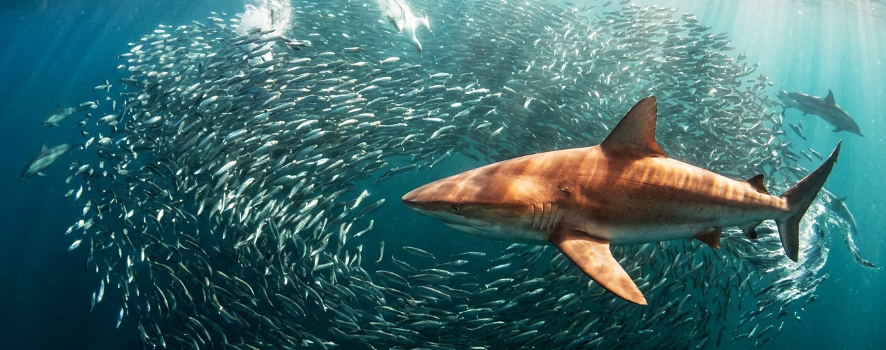 Sharks during Sardine Run