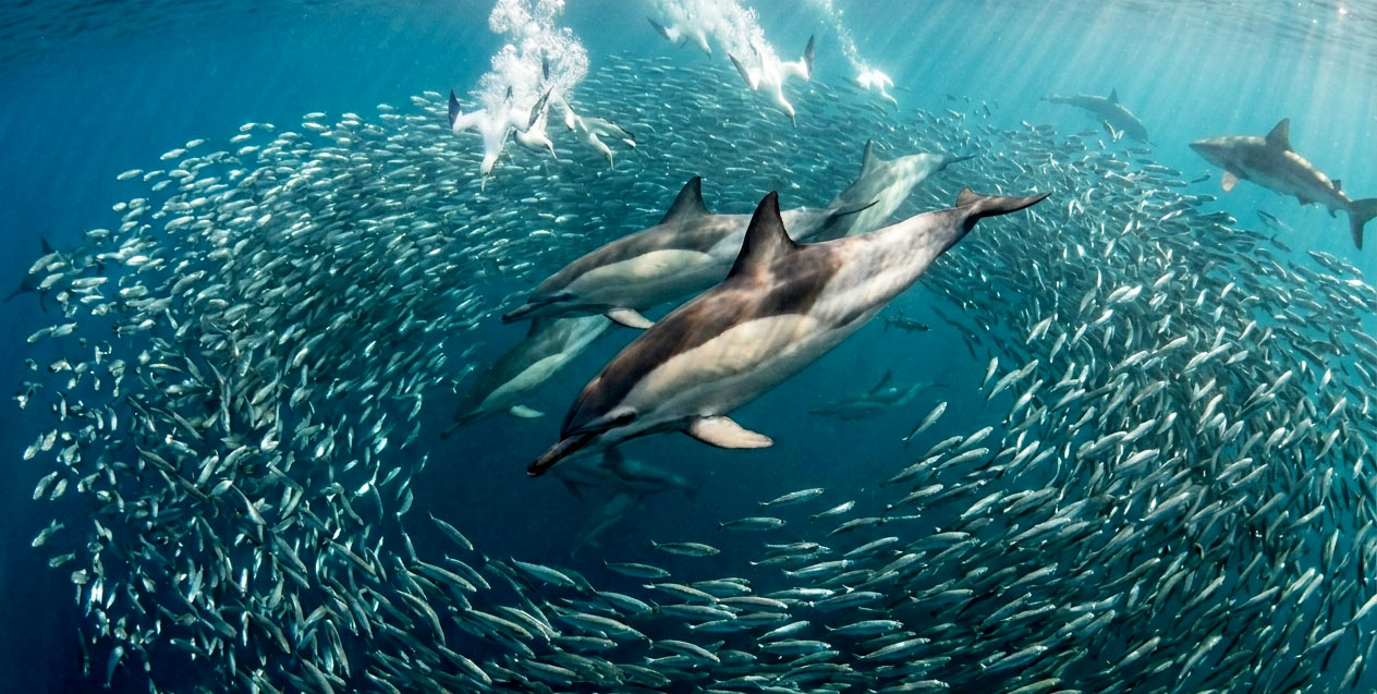 Sardine Run tour boat